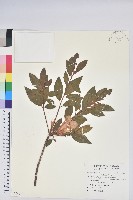 藏品(唐杜鵑、大屯杜鵑、中原氏杜鵑)的圖片