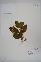 藏品(舌瓣花)的圖片