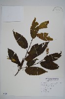 藏品(蘭邯千金榆)的圖片