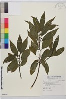 藏品(鈍齒鼠李)的圖片