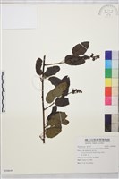 藏品(阿里山黃鱔藤)的圖片