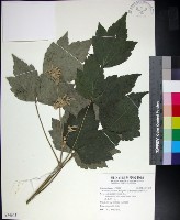 藏品(台灣牡丹藤、台灣草牡丹)的圖片