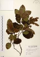 藏品(天料木)的圖片