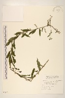 藏品(秋分草)的圖片