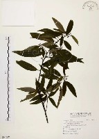 藏品(山胡椒)的圖片