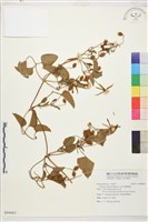 藏品(田代氏鐵線蓮)的圖片