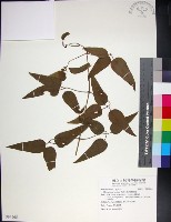 藏品(麥氏鐵線蓮)的圖片
