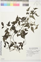 藏品(巴氏鐵線蓮)的圖片