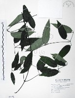 藏品(柱果鐵線蓮)的圖片