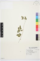 藏品(串鼻龍)的圖片