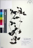 藏品(臺灣鐵線蓮)的圖片