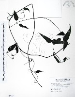 藏品(柱果鐵線蓮)的圖片