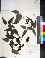 藏品(麥氏鐵線蓮)的圖片