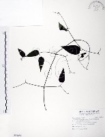 藏品(柱果鐵線蓮)的圖片