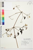 藏品(小木通)的圖片