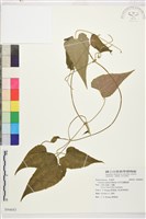 藏品(田代氏鐵線蓮)的圖片