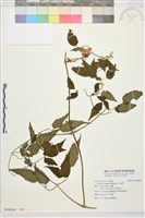 藏品(小木通)的圖片