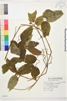 藏品(銹毛鐵線蓮)的圖片