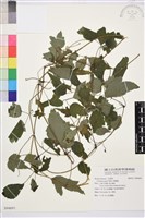 藏品(串鼻龍)的圖片