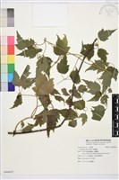 藏品(串鼻龍)的圖片