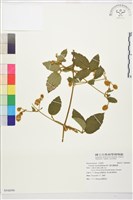 藏品(銹毛鐵線蓮)的圖片