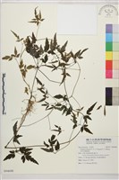 藏品(田村氏鐵線蓮)的圖片