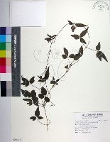 藏品(臺灣鐵線蓮)的圖片