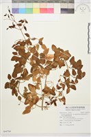 藏品(鵝鑾鼻鐵線蓮)的圖片