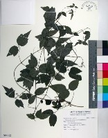 藏品(臺灣鐵線蓮)的圖片