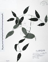 藏品(柱果鐵線蓮)的圖片