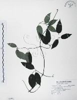 藏品(柱果鐵線蓮)的圖片