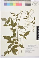 藏品(串鼻龍)的圖片