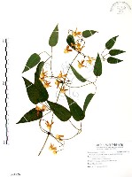 藏品(柱果鐵線蓮)的圖片