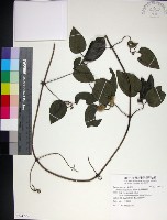 藏品(麥氏鐵線蓮)的圖片