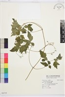 藏品(串鼻龍)的圖片