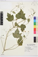 藏品(串鼻龍)的圖片