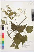 藏品(串鼻龍)的圖片