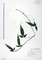 藏品(森氏鐵線蓮)的圖片