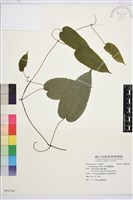 藏品(亨利氏鐵線蓮)的圖片