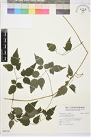 藏品(串鼻龍)的圖片