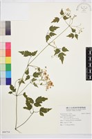 藏品(串鼻龍)的圖片