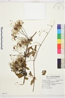 藏品(繡球藤)的圖片