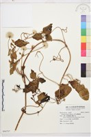 藏品(田代氏鐵線蓮)的圖片