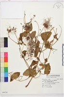 藏品(田代氏鐵線蓮)的圖片