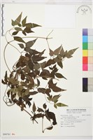 藏品(小木通)的圖片