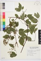 藏品(梨山小蓑衣藤)的圖片