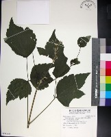 藏品(台灣牡丹藤、台灣草牡丹)的圖片