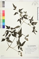 藏品(巴氏鐵線蓮)的圖片