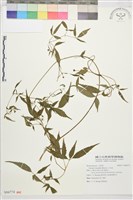 藏品(小木通)的圖片