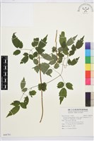 藏品(梨山小蓑衣藤)的圖片